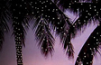 Tropical Winter
