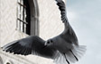 Venetian Flight