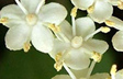 Snow Petals